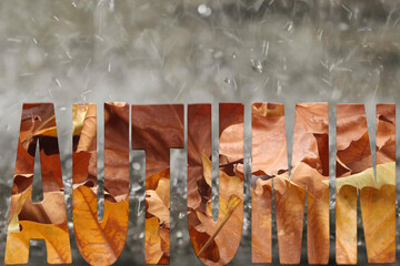 Fallen Leaves Text Art Portrait

An autumn leaf crafted from letters.
