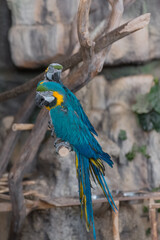 The blue Macaw parrot, a bright bird sitting on a stone wall. Parrot concept, zoo, birds