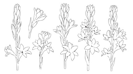 Delicate gladiolus flower stems hand drawn line art botanical botanical design elements for art and design projects silhouette