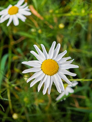 White chamomile blooms in a green garden under bright sunlight during the summer season