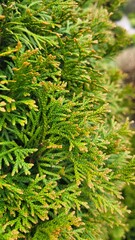 green fern background