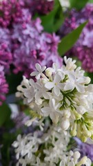 pink and white lilac flowers
