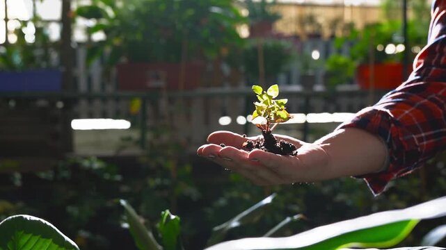 Matue latin woman working in garden greenhouse - Plant nursery and small business concept 