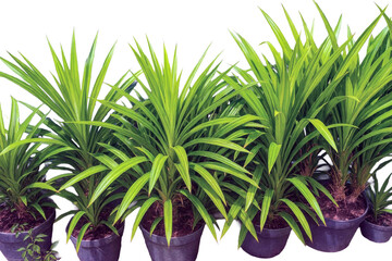 Green Indoor Plant With Long Narrow Leaves