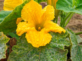 Bright yellow squash flower blooms in a garden setting after a rain shower
