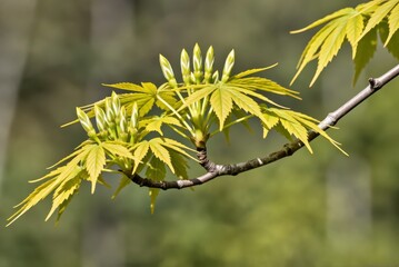 Spring budding action on maple tree branch forest habitat nature photography bright green environment close-up view growth concept