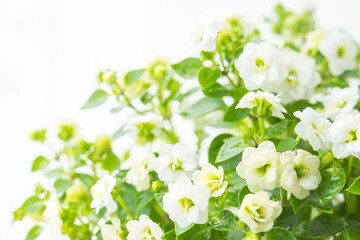 エキザカムの白い花を白背景でマクロ撮影07