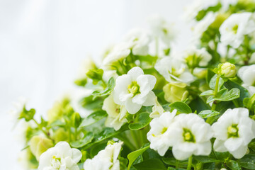 エキザカムの白い花を白背景でマクロ撮影11