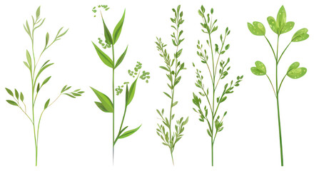 Fototapeta premium PNG Herbs illustration green nature, element set on transparent background