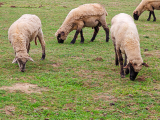 Obraz premium Sheep grazing in a green pasture during a cloudy afternoon near a farm