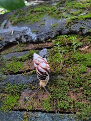 An albino snail crawls vertically on a mossy brick wall.