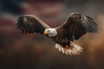 Fototapeta premium Bald eagle soaring through the sky at sunset