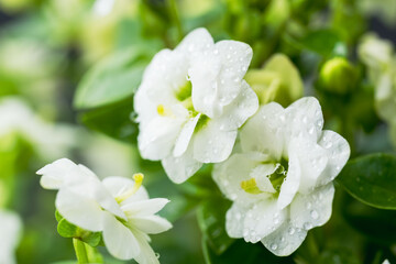 Fototapeta premium エキザカムの白い花を黒背景でマクロ撮影17