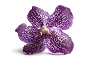 Purple orchid flower with white spots on petals isolated on pure white background, sharp focus highlighting unique texture and pattern.