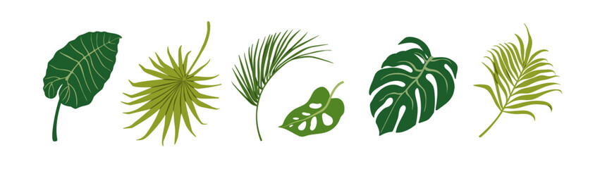 Tropical exotic leaves set. Large big fan palm, monstera, areca leaf, green foliage, nature decoration. Jungle greenery, botanical decor. Flat vector illustration isolated on white background. © Good Studio