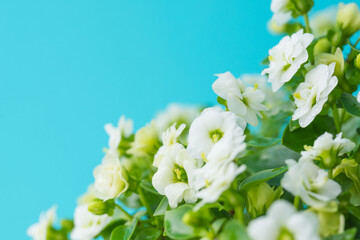 エキザカムの白い花を青背景でマクロ撮影21