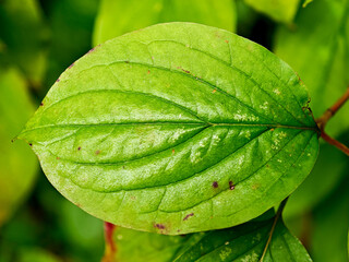 Close-up view of a green leaf showcasing its texture and natural veins in sunny daylight