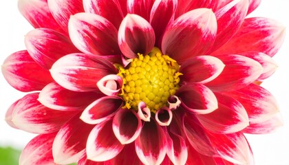 Close-up of vibrant red and white dahlia