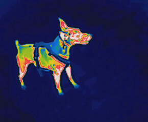 The dog has adjusted, walk dog. Image from thermal imager device.