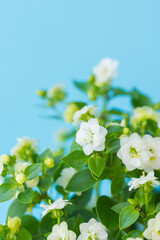 エキザカムの白い花を青背景でマクロ撮影0