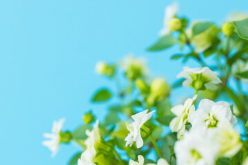 エキザカムの白い花を青背景でマクロ撮影0