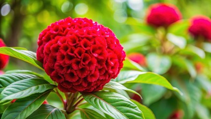 Close-up on red cockscomb flower blooming on tree