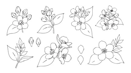 Delicate jasmine flower sprigs detailed botanical sketch hand drawn line art elements for design projects silhouette