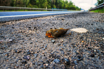 A dead red Robin (Erithacus rubecula) is lying on the side of the highway, a car is passing by. Low camera position. Motor transport as a cause of death of an incalculable number of living beings