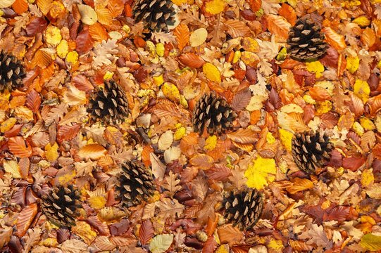 Fototapeta Skin Care modern products aroma concept, wooden cone