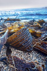 Algae floatsam in the supralithoral of Sea of Japan, sandy shell beach. Japan sea tangle (Laminaria...