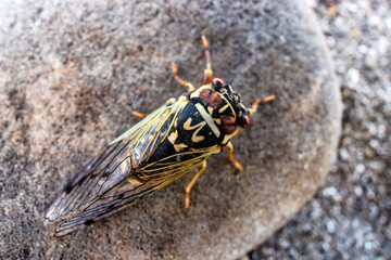 Mountain cicada (Cicadetta montana, male) (Cicadidae, Hemiptera) on slopes of seaside forest hills. Sakhalin, Far eastern population. Shrilling was venerated by ancient Greeks, but detested by Virgil