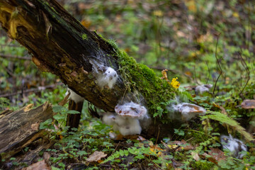 Decaying Mushrooms Covered in White Mold on Mossy Log – Forest Fungal Decomposition Scene