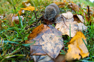 At the mouse year, at snowless beginning of winter, forest voles look for food even during the short winter day, appetitive behavior in leaf-litter