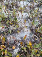 Salix arctica, the Arctic willow, is a tiny creeping willow in family Salicaceae