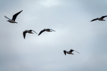 A mixed flock of seagulls flies along the Gulf of Oman in winter - slender-billed gull (Chroicocephalus genei, Larus genei)