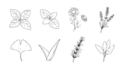 Delicate hand-drawn botanical sketches of herbs and flowers for elegant designs silhouette