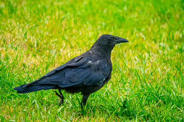 A East black crow (Corvus corone orientalis) in a meadow, close-up. Anadyr, Chukotka