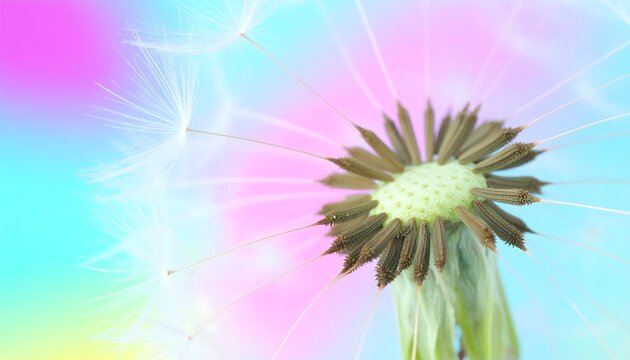 Close-up of a dandelion seed head