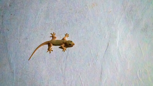 The gecko on the painted wall of the hotel is a typical tourist situation. As always, it's Hemidactylus frenatus - Common house gecko. Surabaya. Indonesia