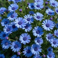 Fototapeta premium Top view of blooming cornflower flowers in a garden. Many bright blue flowers with dark centers create a vibrant floral meadow. Summer bloom, nature beauty, centaurea cyanus plant.
