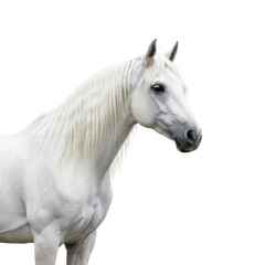 Naklejka premium white horse portrait cut out background
