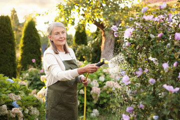 Senior woman watering beautiful flowers with hose in garden