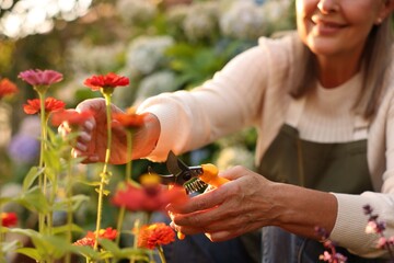 Senior woman pruning zinnia flowers with secateurs in garden, closeup