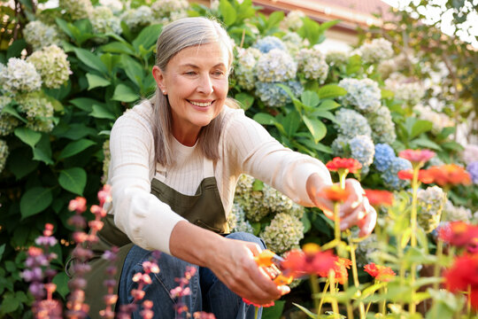 Senior woman pruning zinnia flowers with secateurs in garden - Powered by Adobe