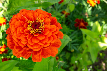 Close-up of a vibrant orange zinnia flower in full bloom with green leaves and blurred background. Nature, gardening, summer, and floral decoration.