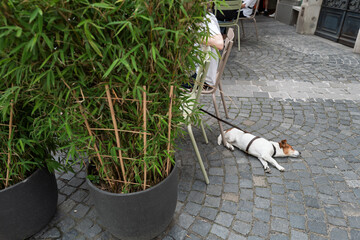 Dog chilling on summer day with owner hidden behind bambus
