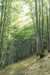 Fototapeta premium Summer Mountain Landscape of Borzhava Ridge in the Carpathians