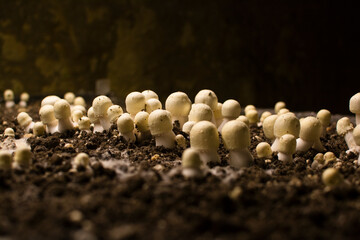 Growing mushrooms - Champignons on their way to be cooked