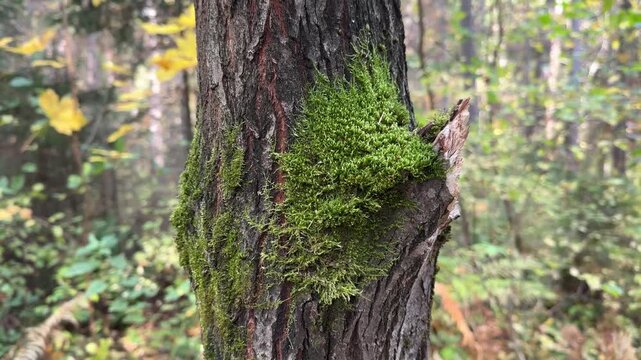 Green moss on the bark of tree in forest