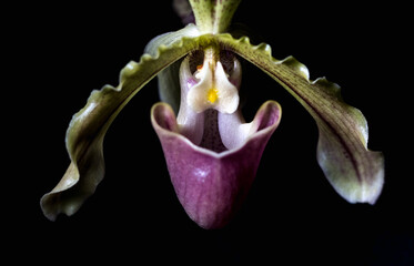 Fototapeta premium Close-Up Detail of Lady?s Slipper Orchid on Black Background